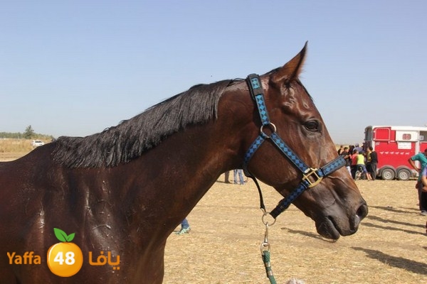 horse race 0602 (33).JPG